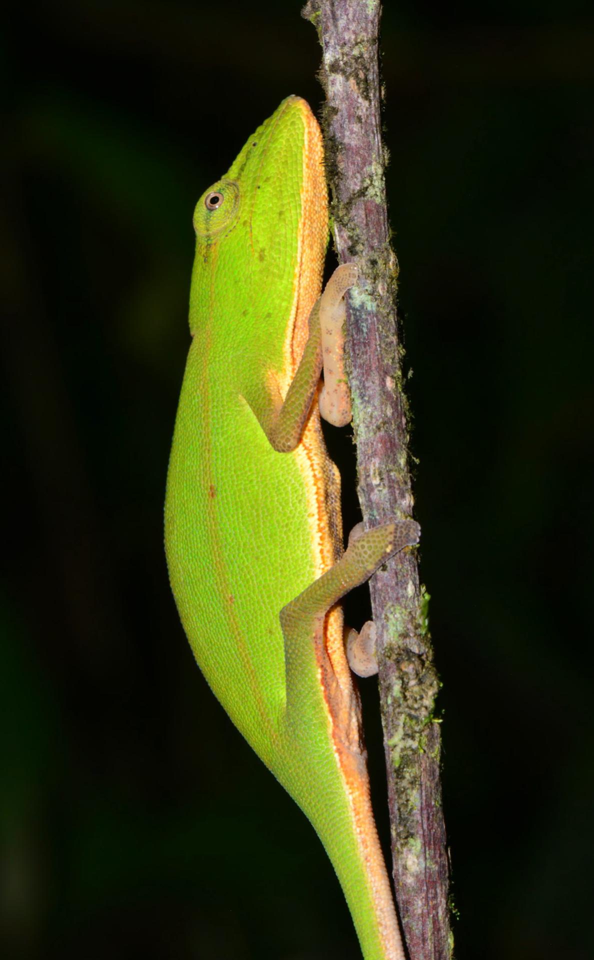C. gastrotaenia