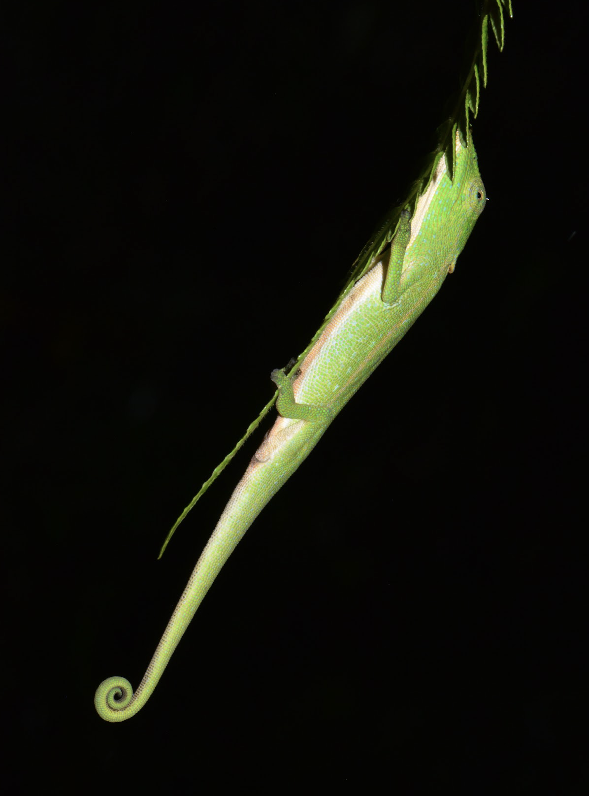 C. glawi