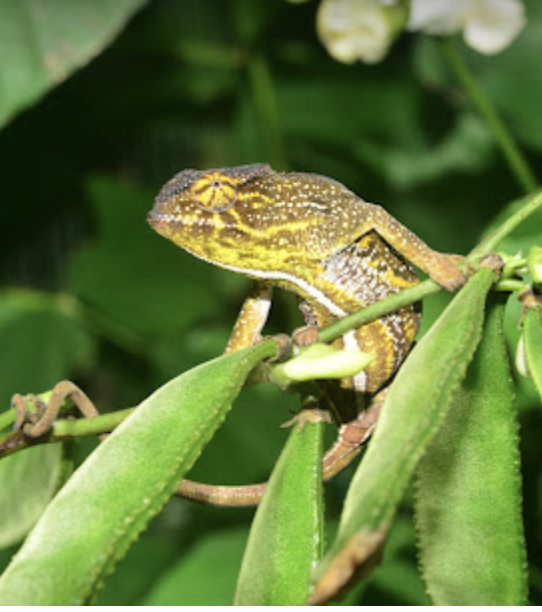 F. willsii