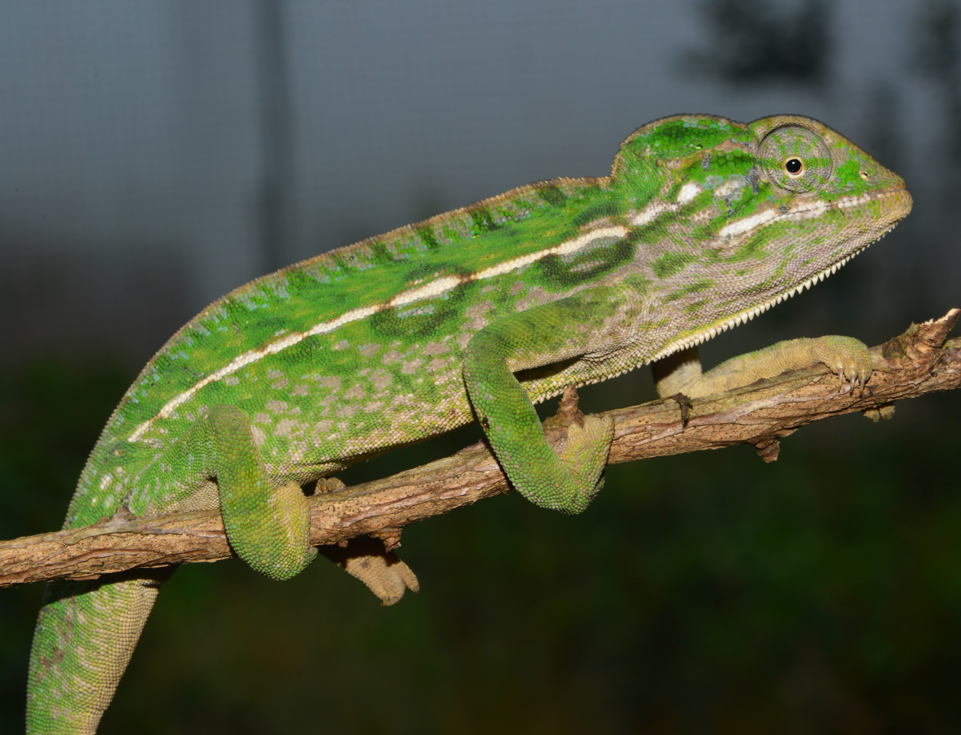 C. lateralis
