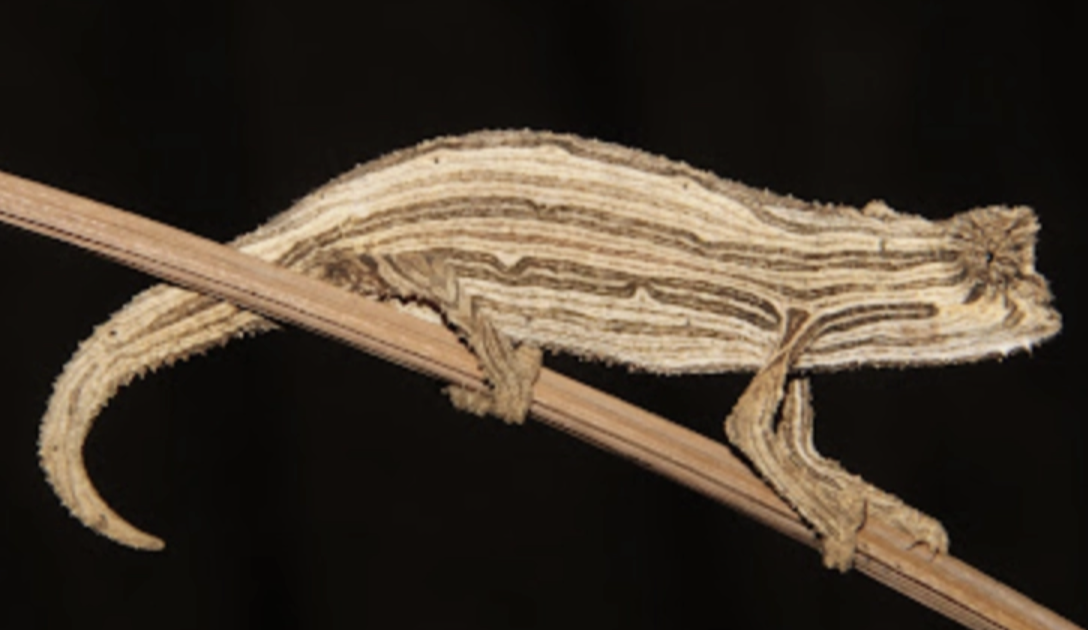 R. kerstenii