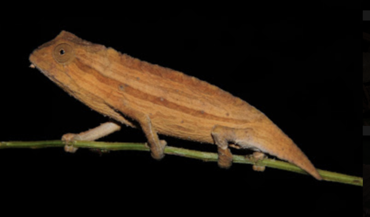 R. brachyurus