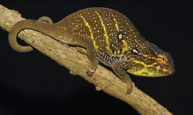 F. willsii