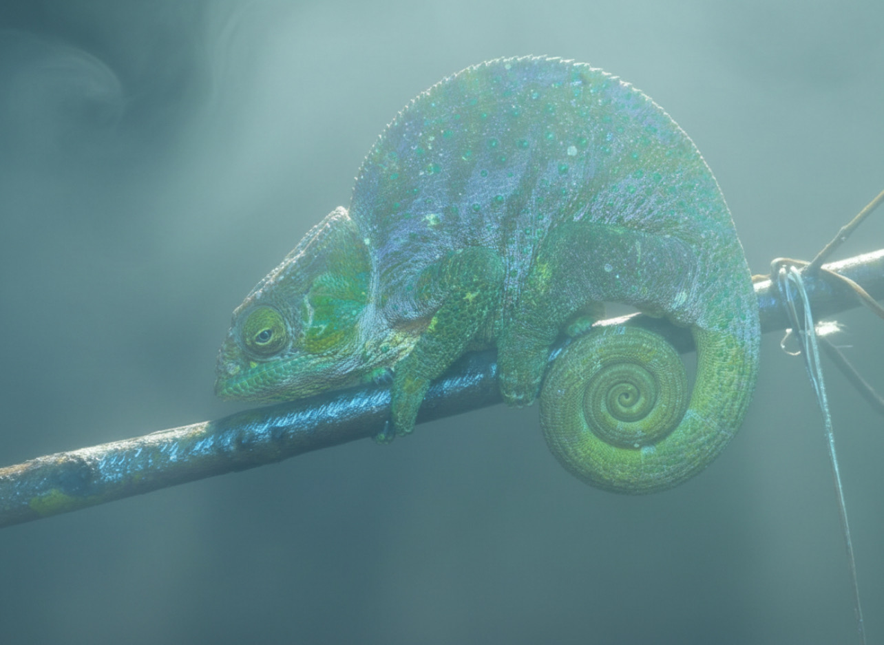 Female Calumma oshaughnessyi sleeping in fog